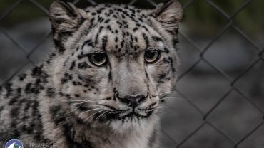 Snow Leopard View Point