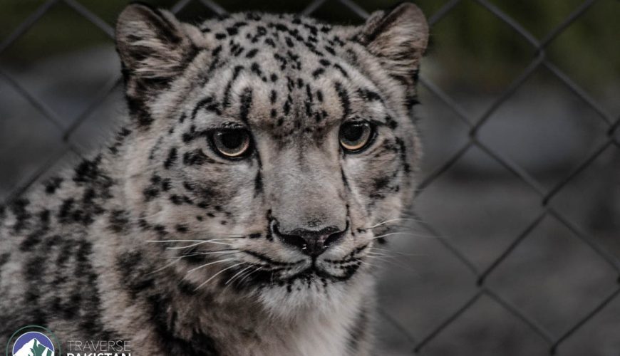 Snow Leopard View Point