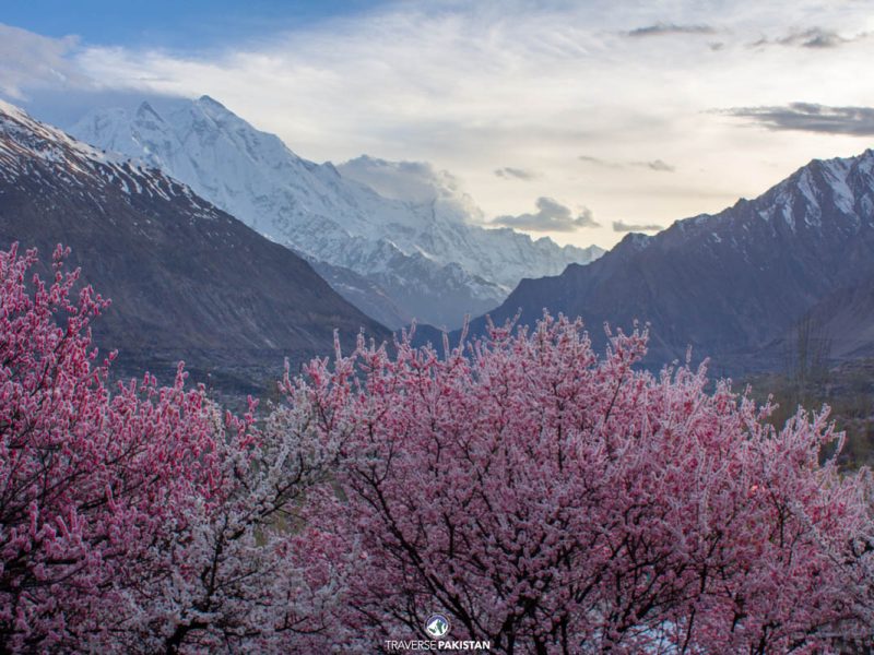 Blossom Trip to Hunza& Naltar