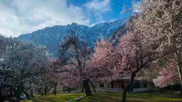 Best Places to experience Blossom up North