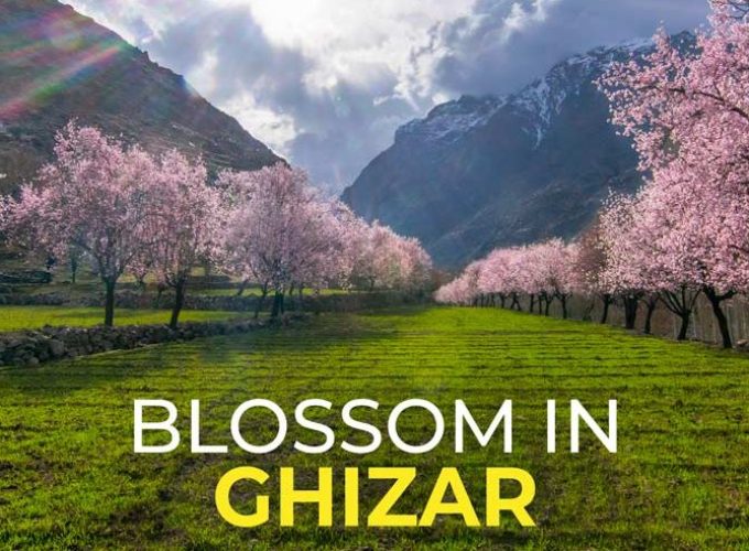 Blossom colors of Ghizar yangal