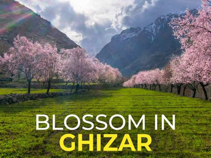 Blossom colors of Ghizar yangal